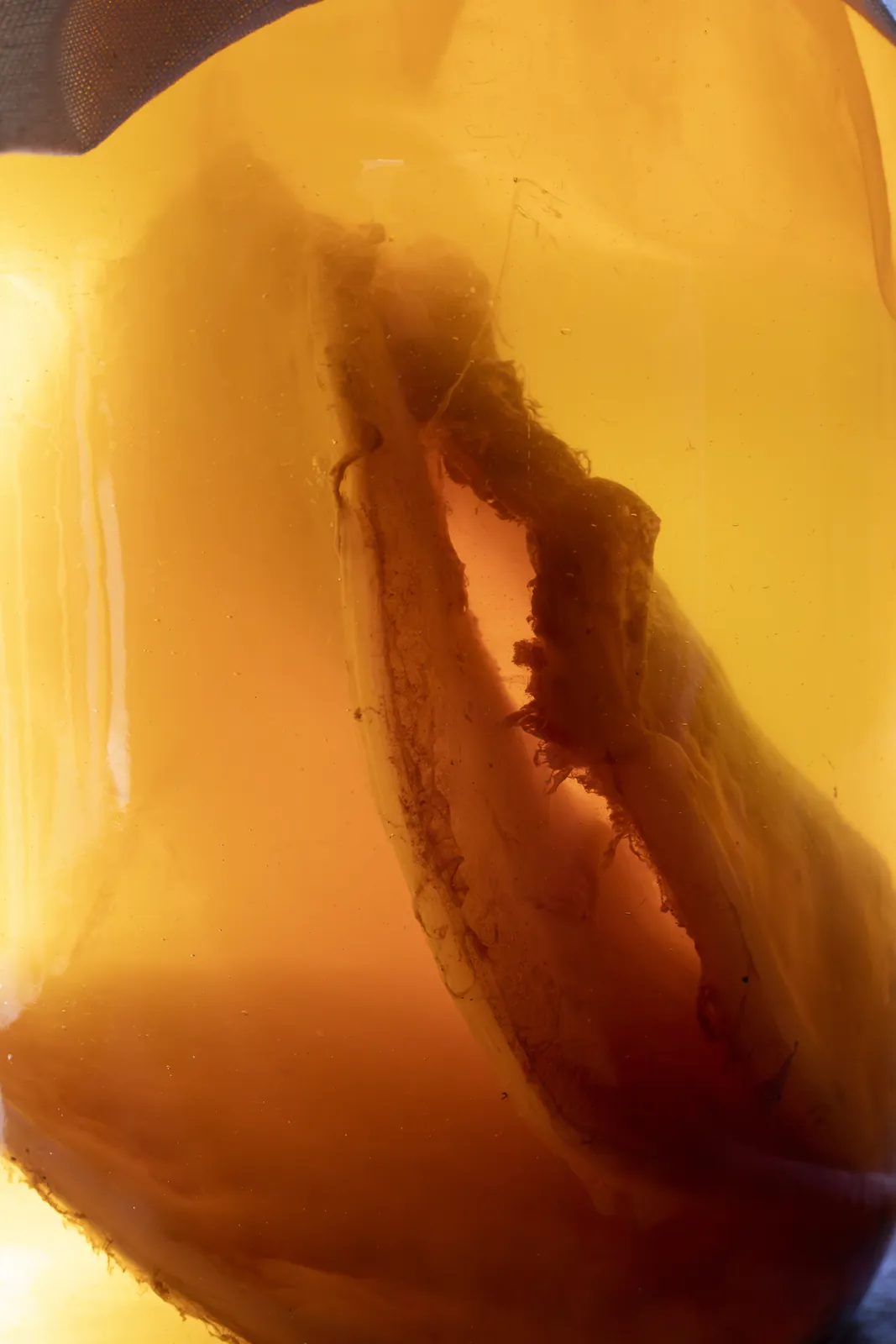 La madre dell'aceto in controluce, che risplende nel liquido dorato