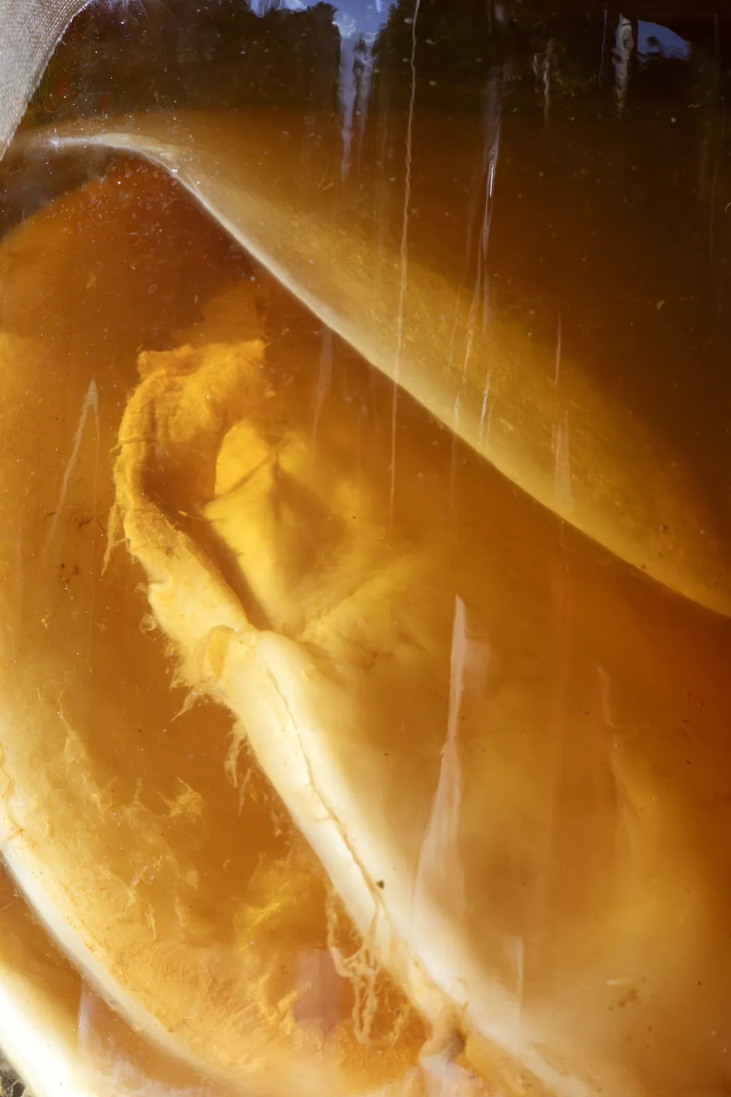 La madre nel vaso di fermentazione